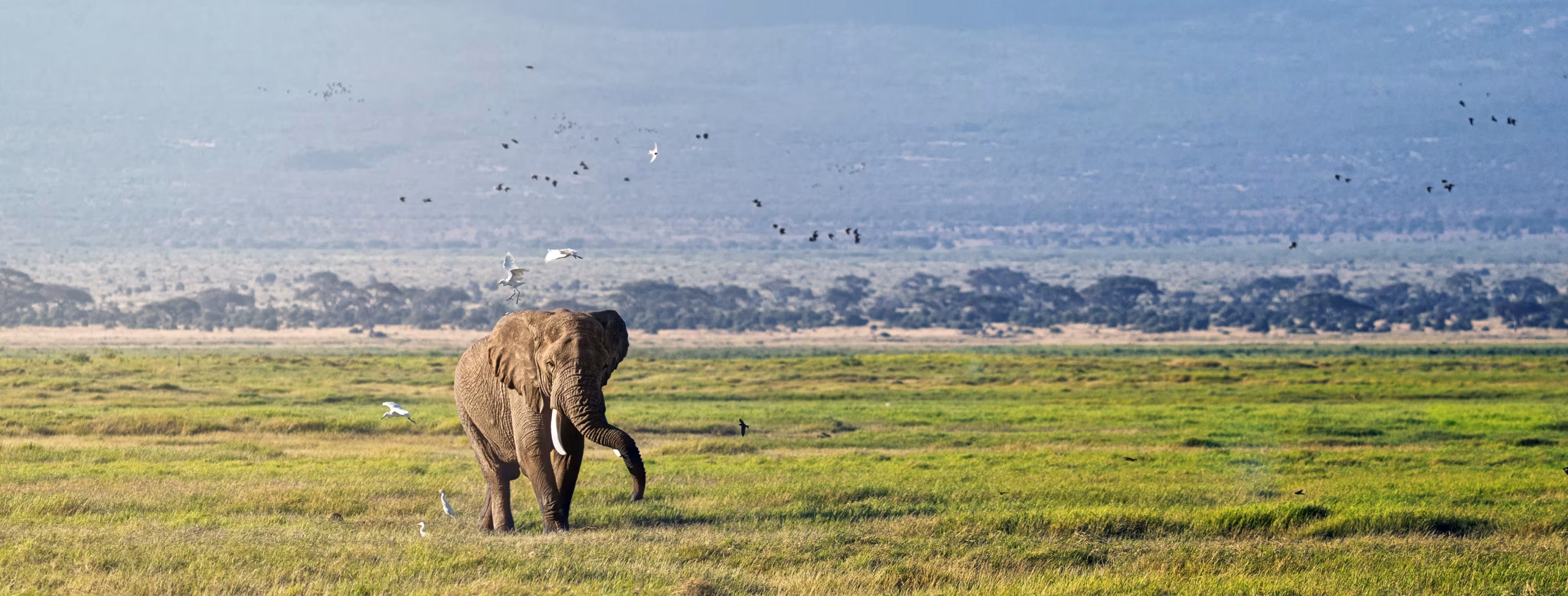 Wildlife