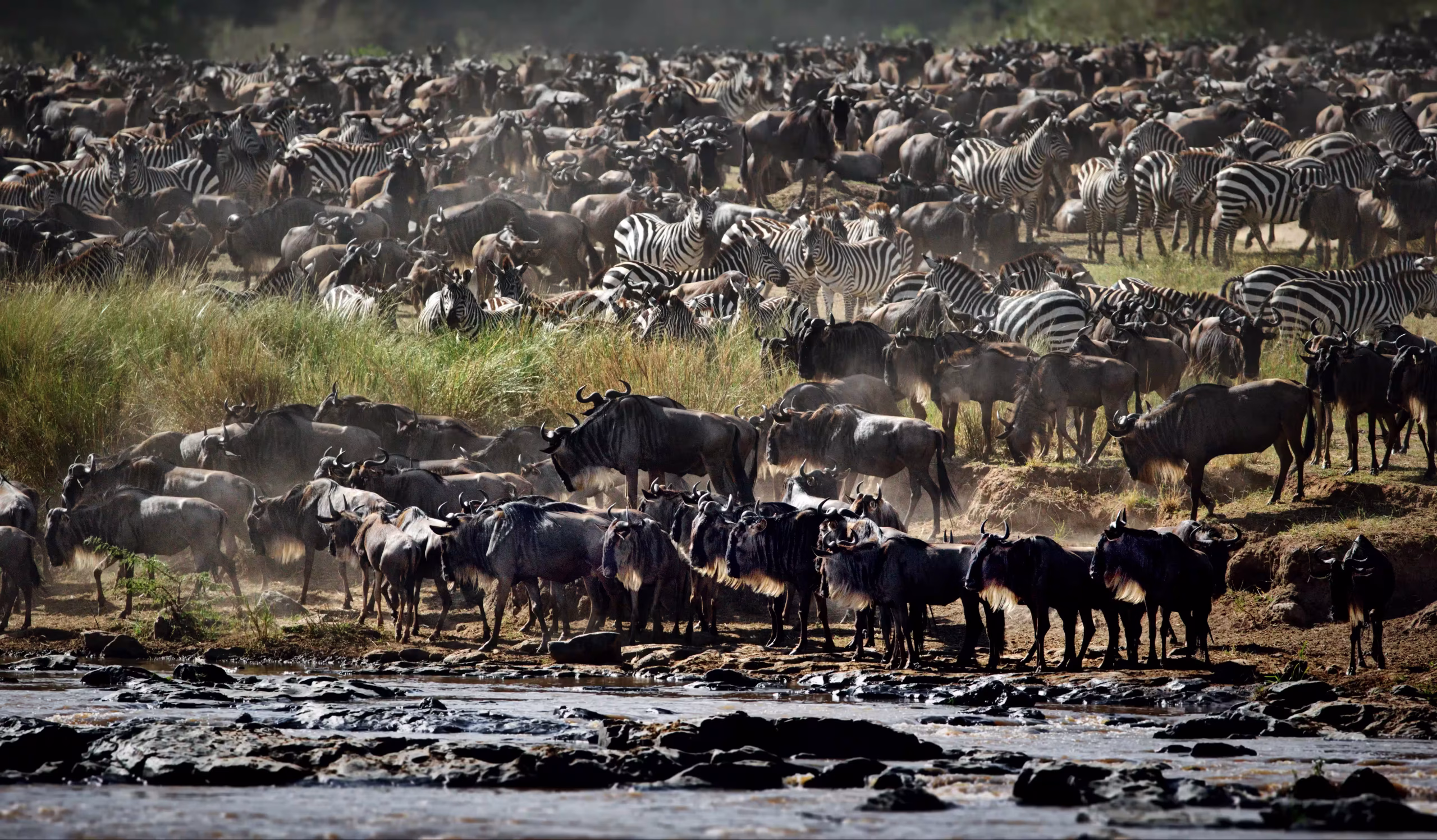 Great Migration Wildebeest