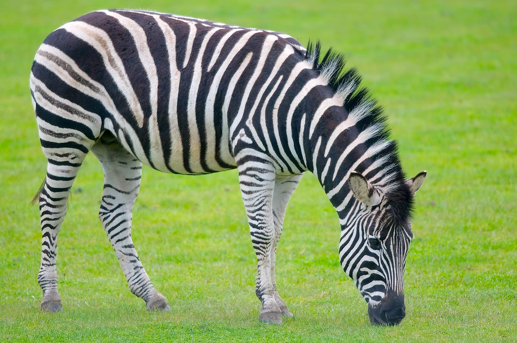 Zebra