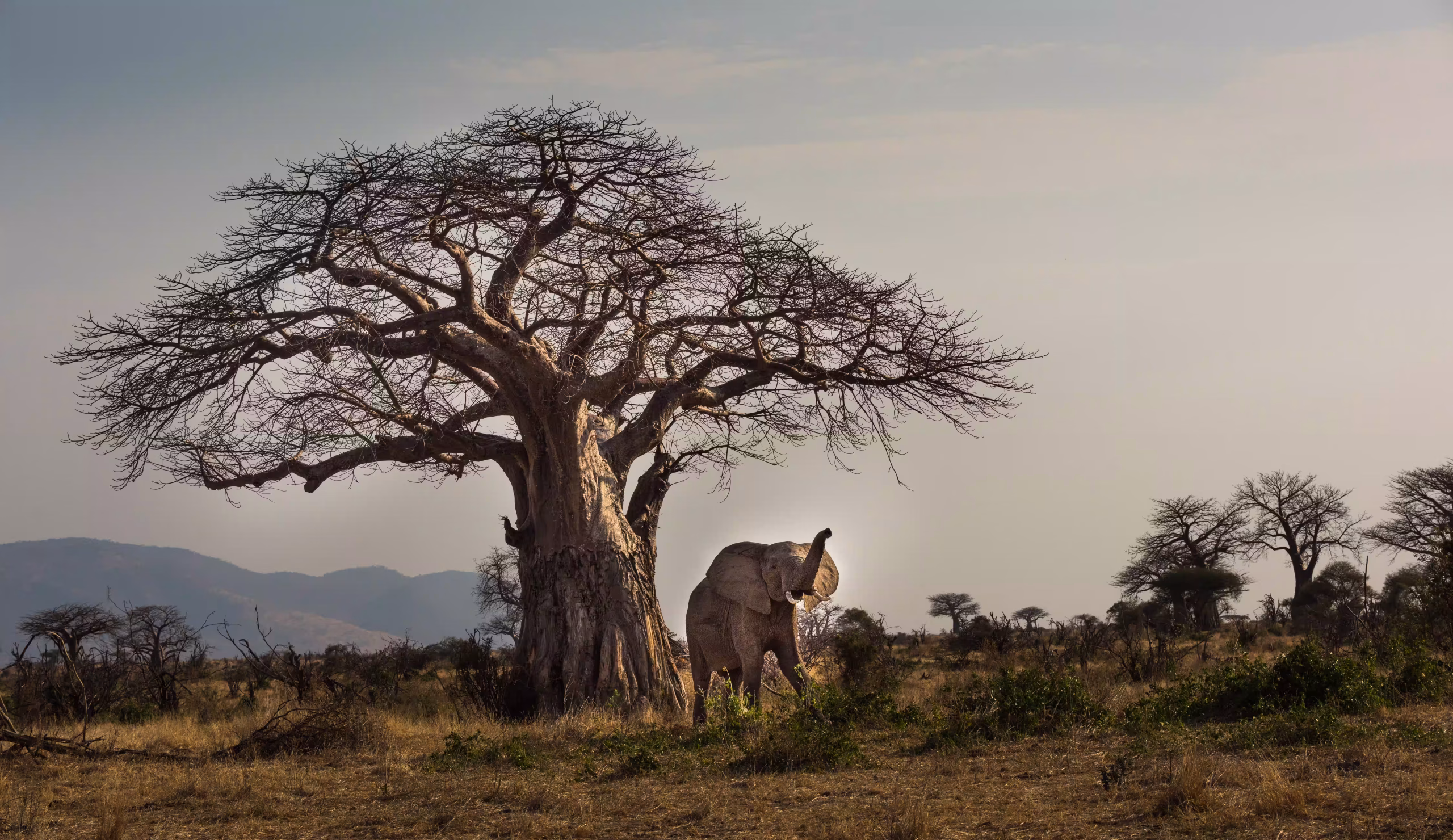 Flora · Baobab