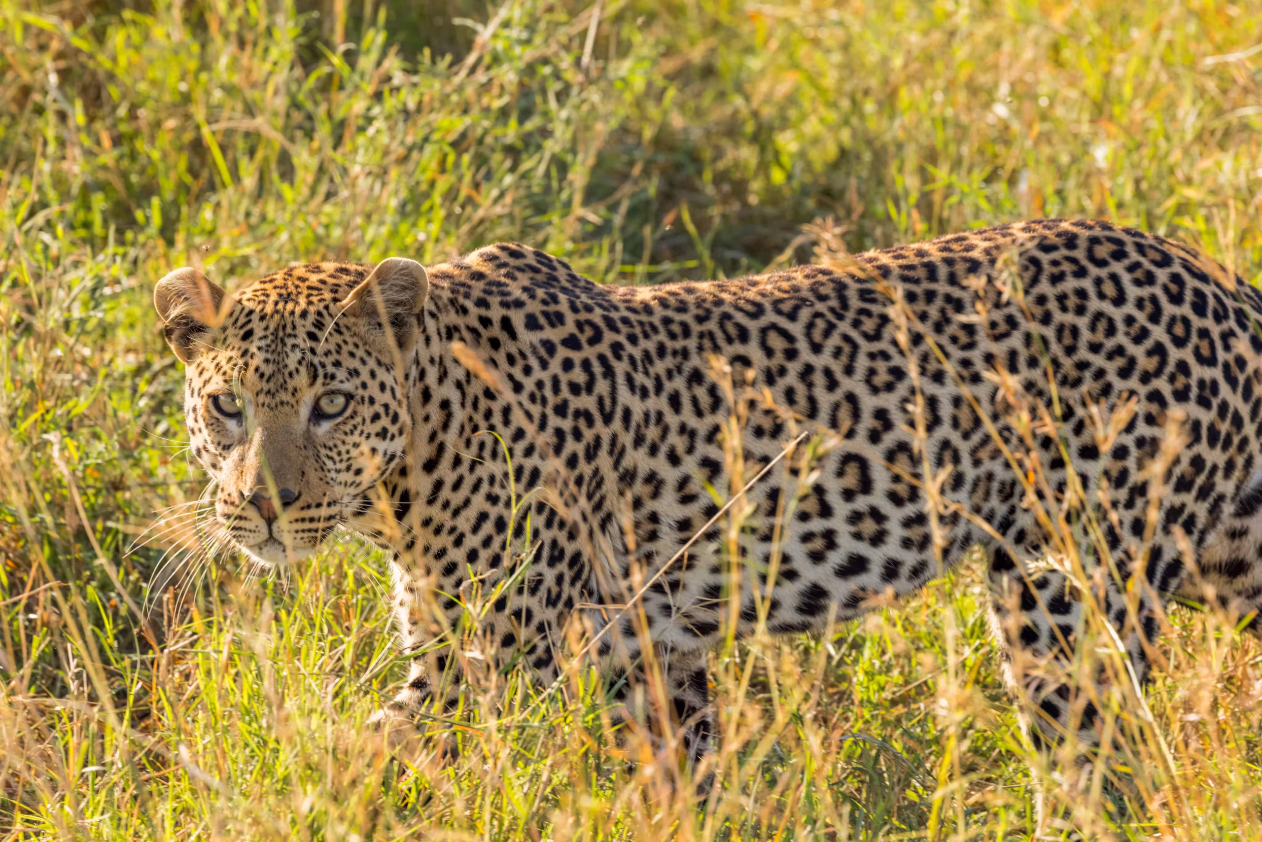 Serengeti