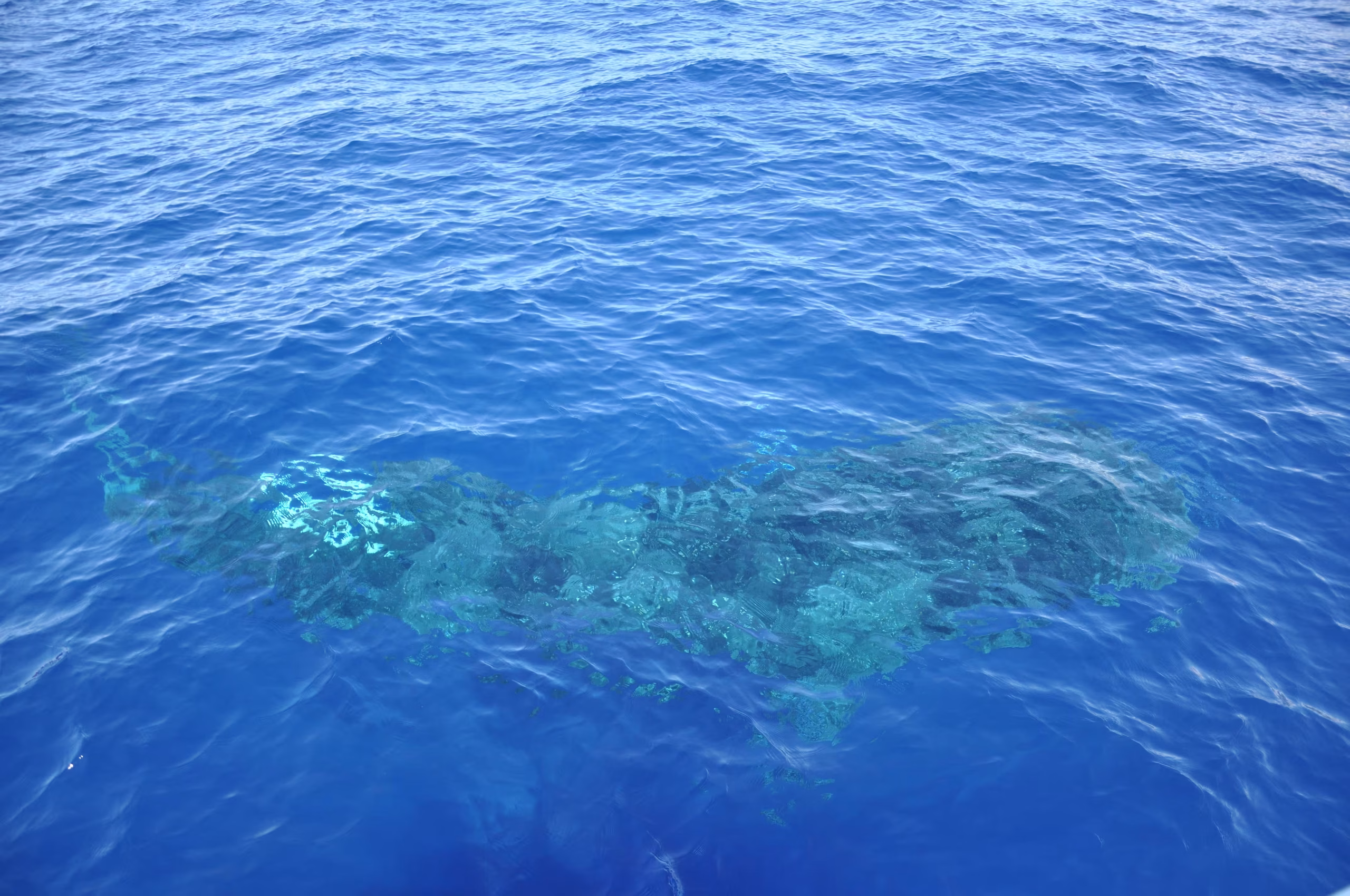 Whale Shark