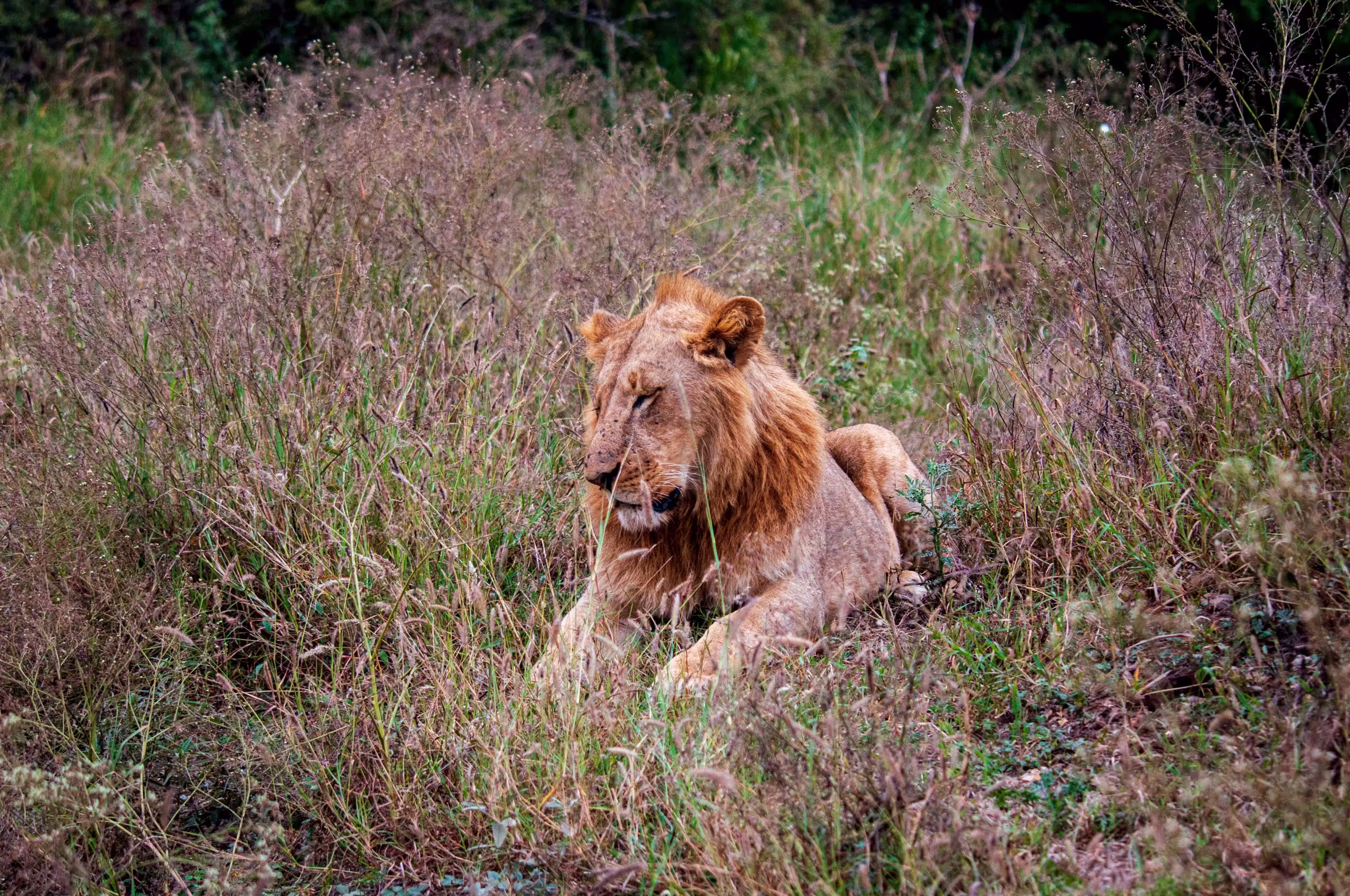 Lion