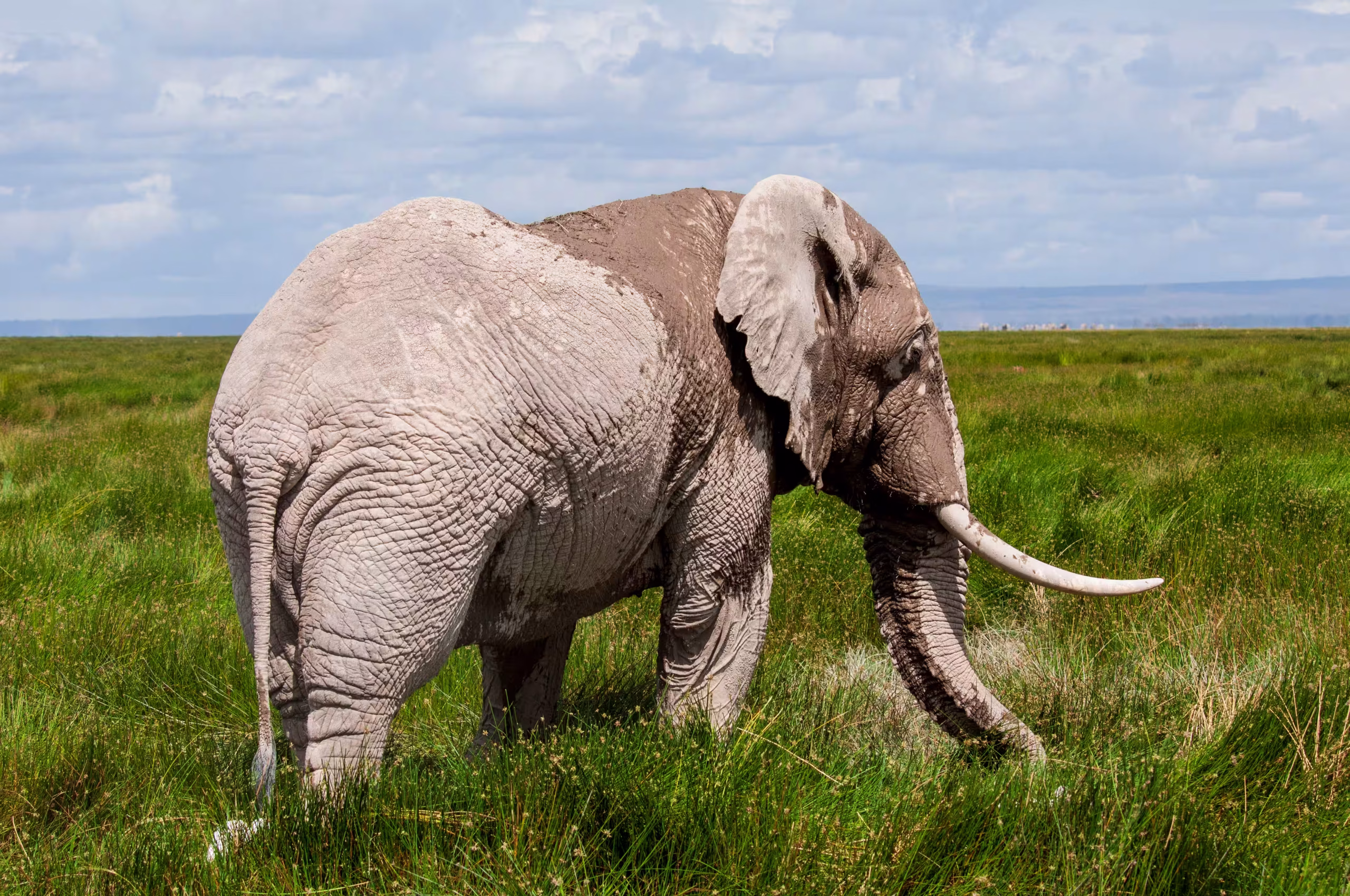 Elephant