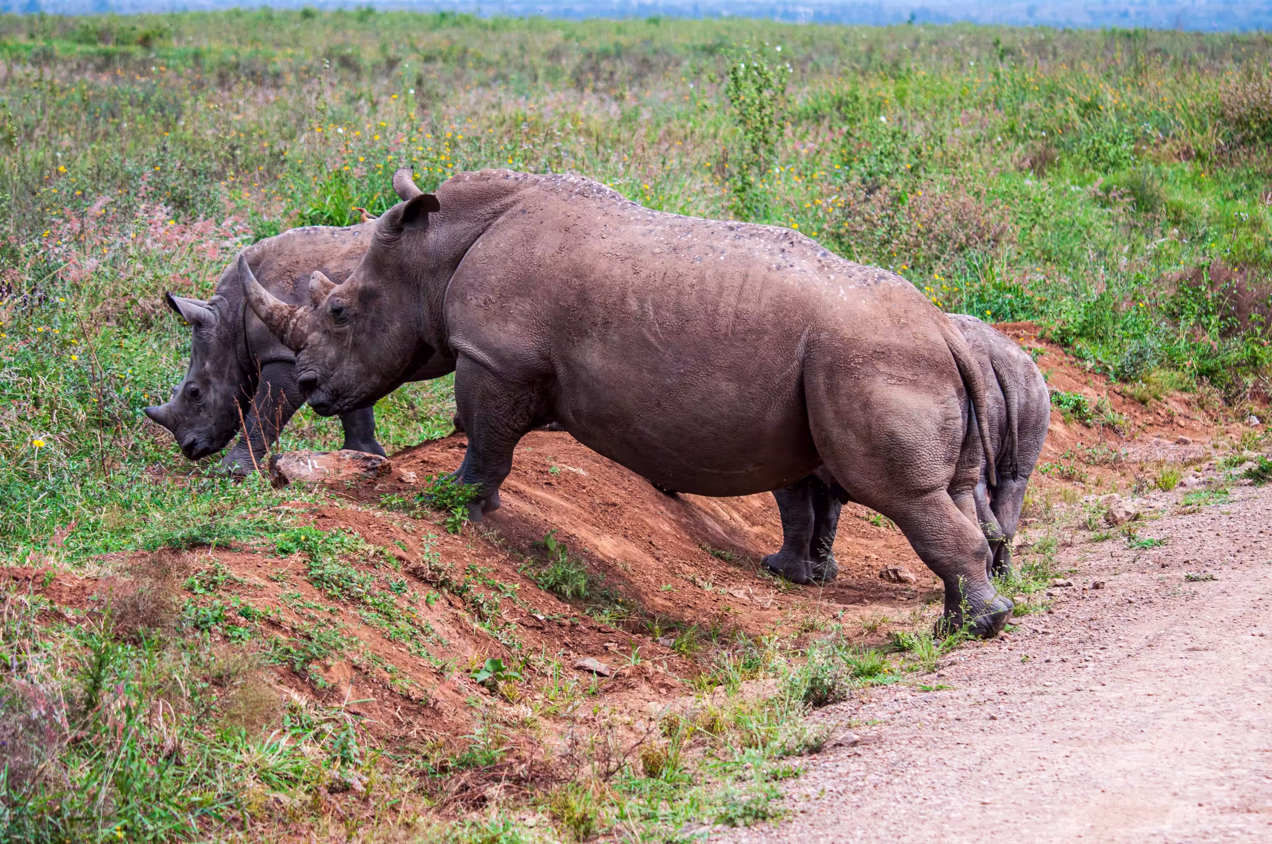 Black Rhino
