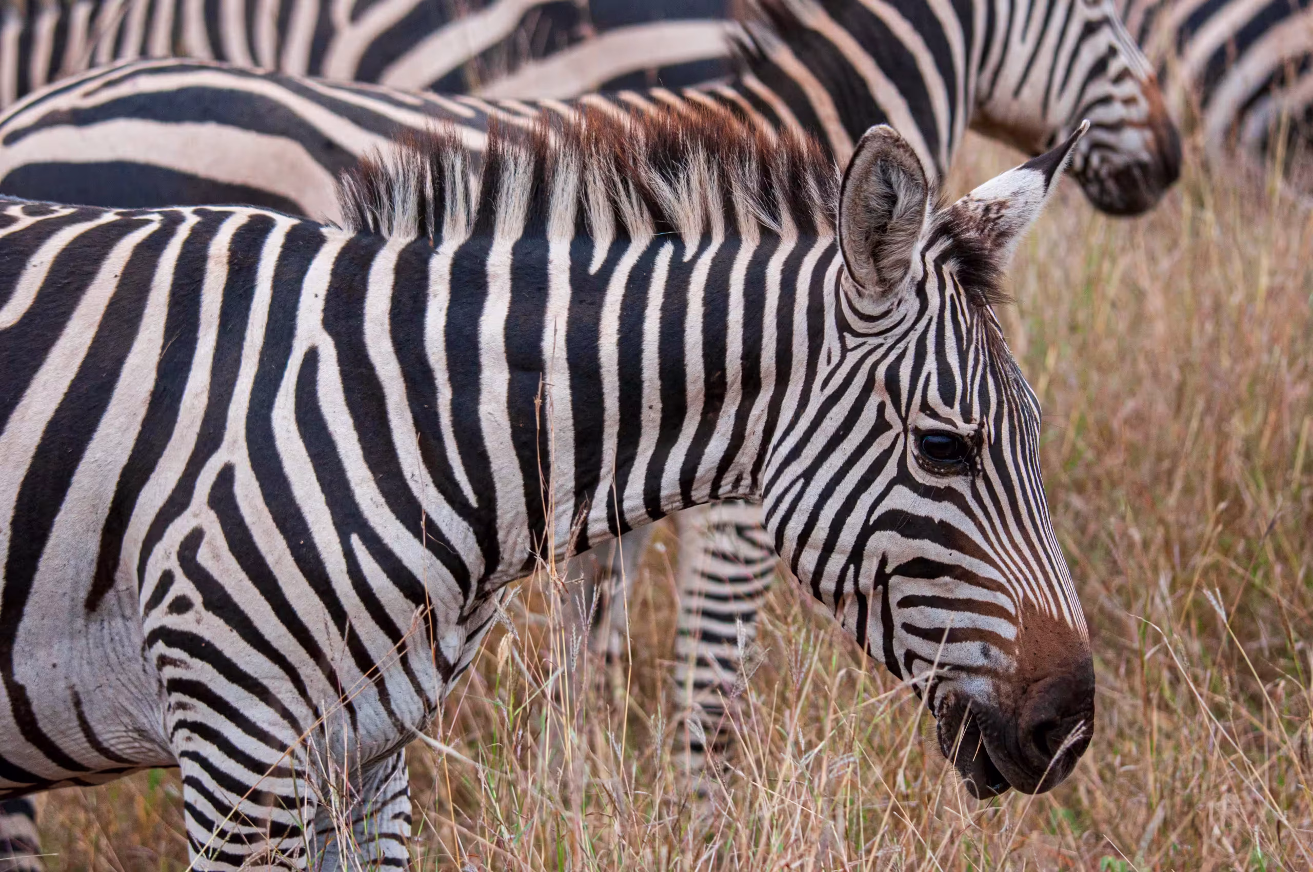 Zebra