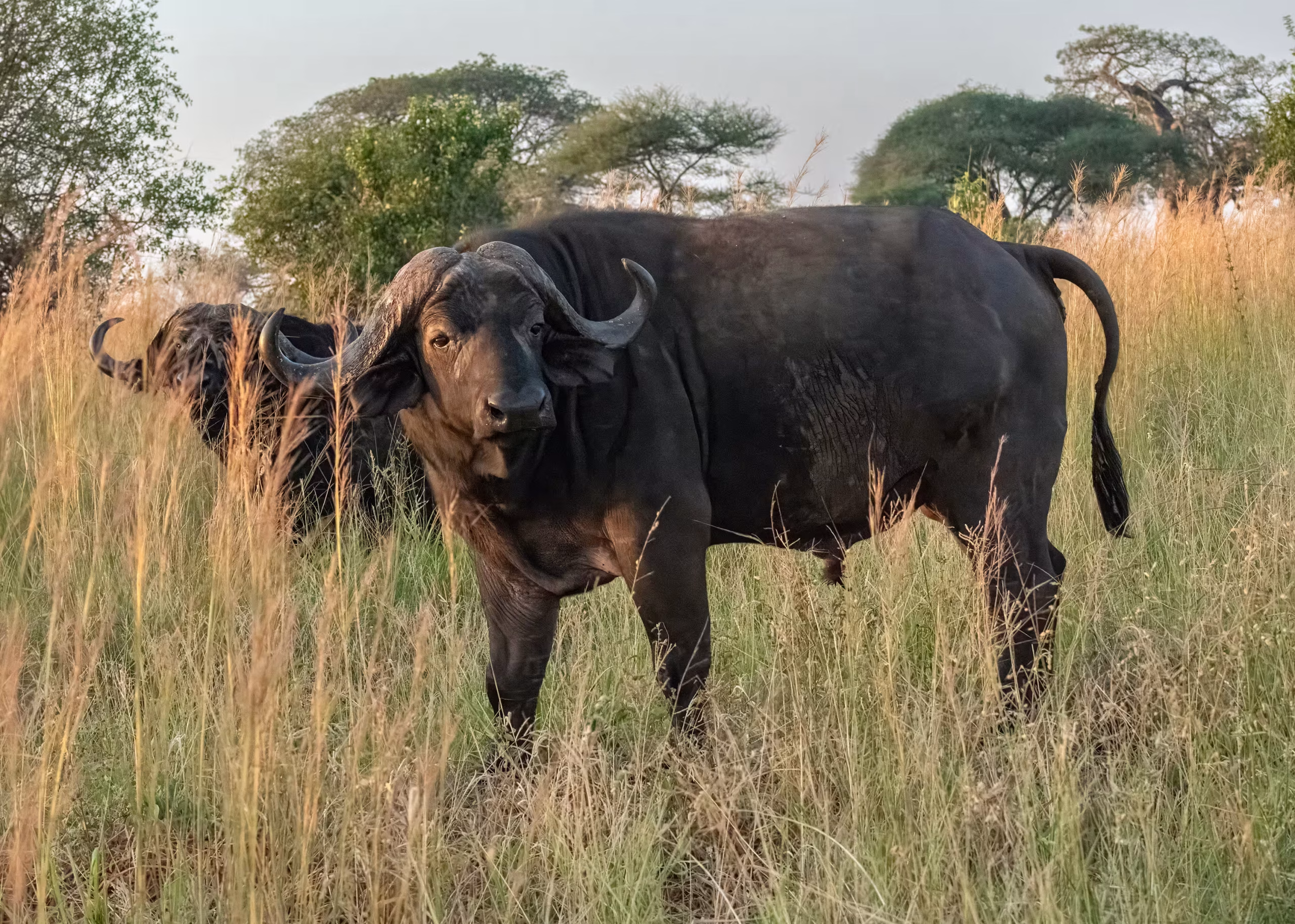 Cape Buffalo
