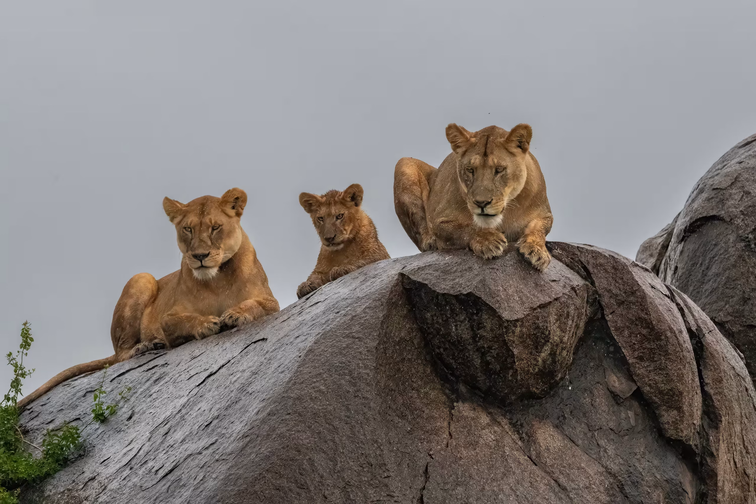 Lion