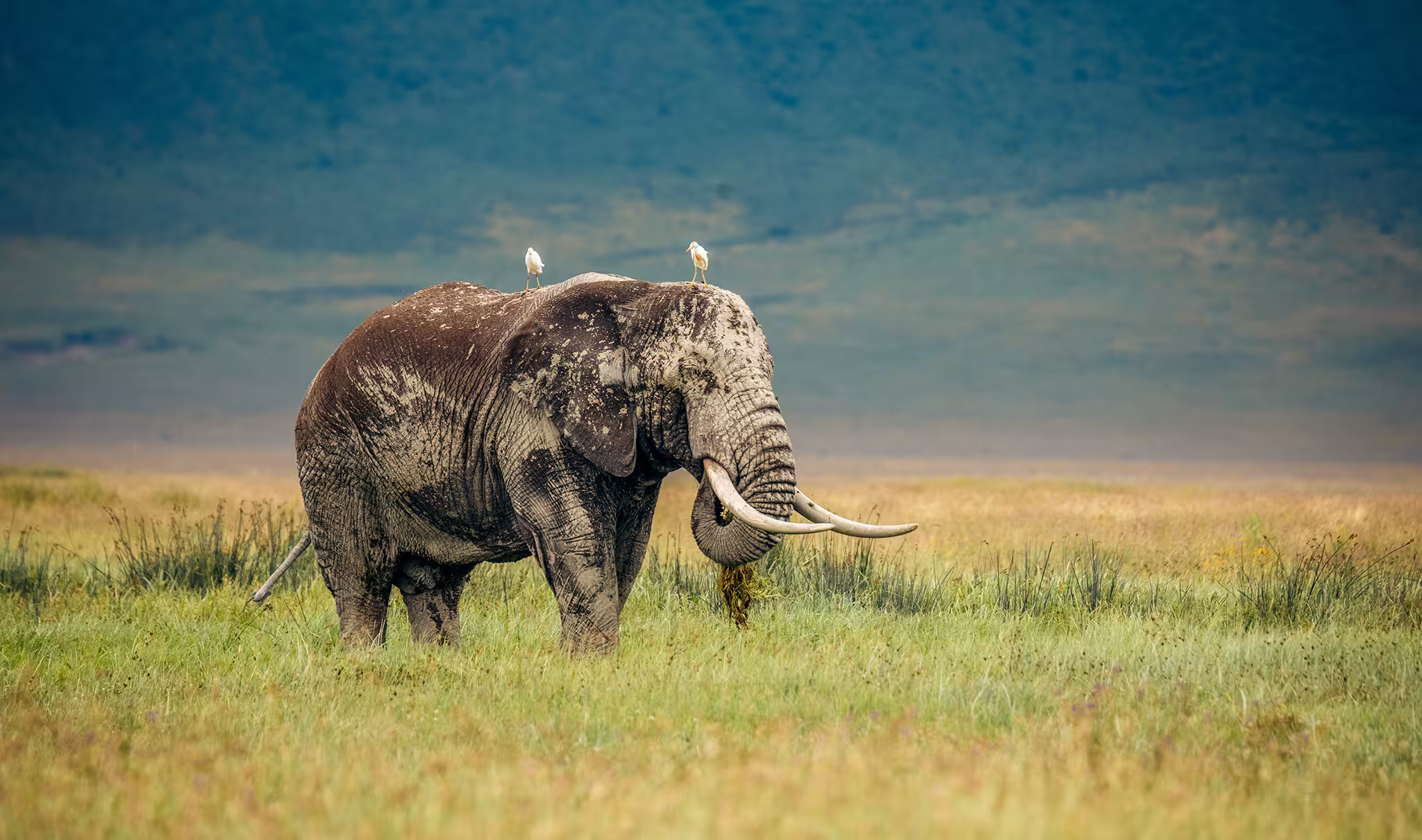Ngorongoro